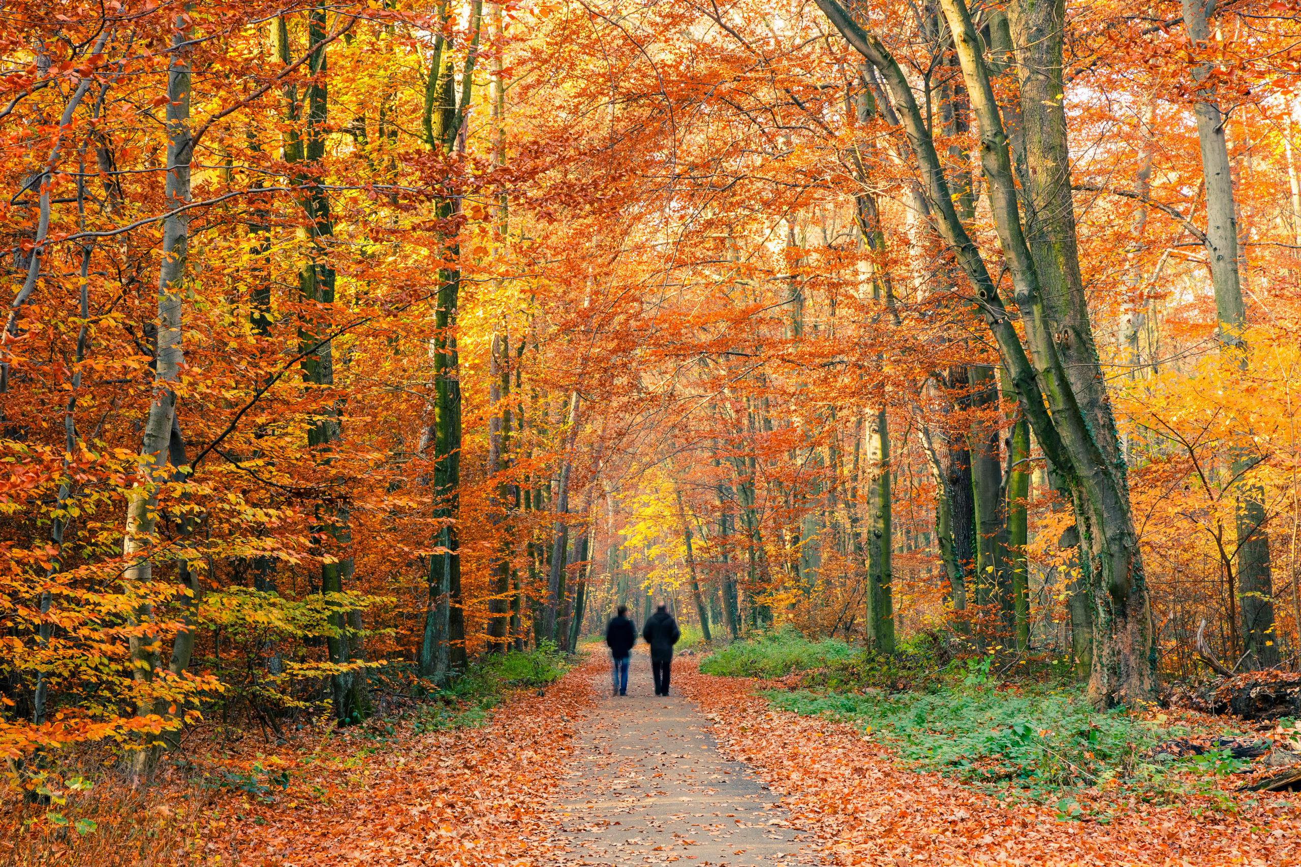 The Brain Boosting Power of Walking