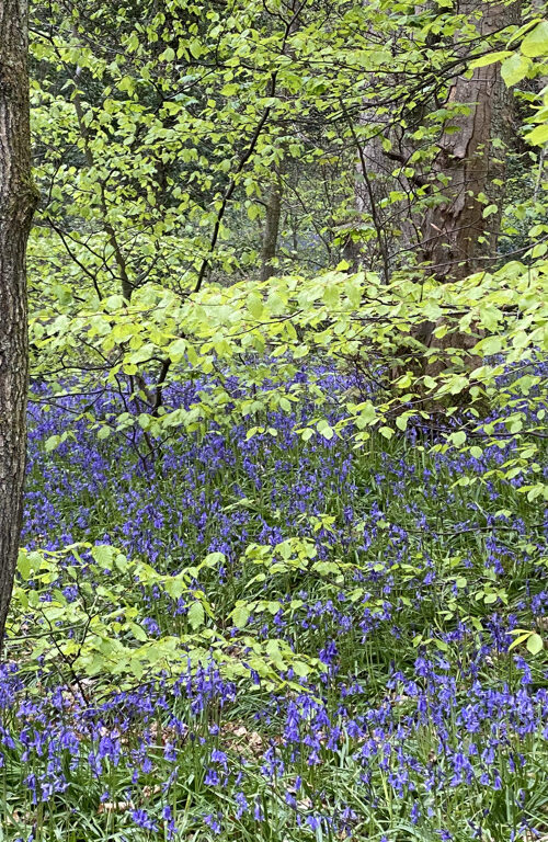 Nature and bluebells